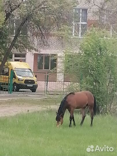 Годовалый жеребенок