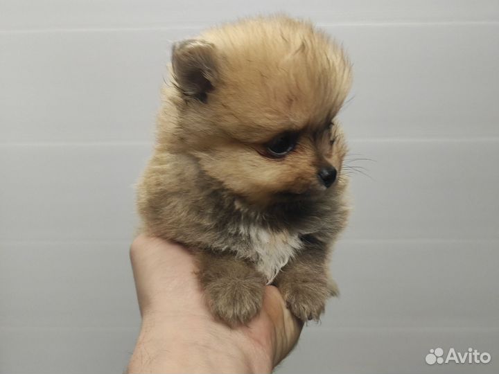 Померанский шпиц