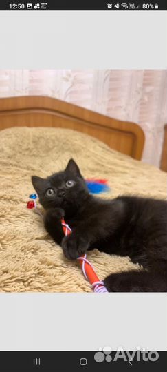 Британская кошечка