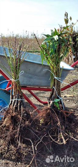 Продажа саженцев