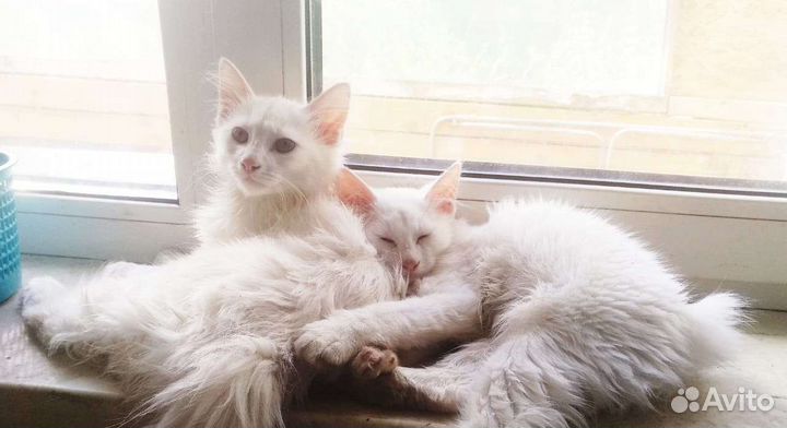 Котята курильского бобтейла