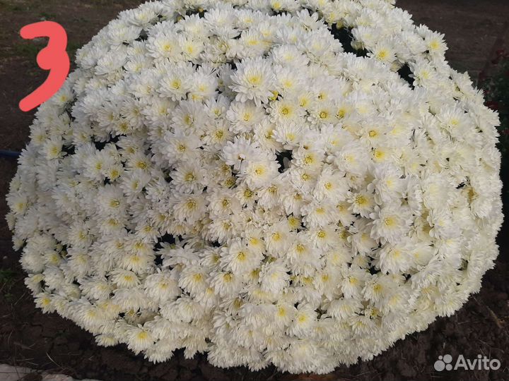 Хризантема мультифлора