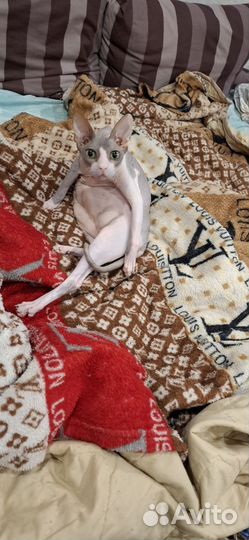 Канадский сфинкс