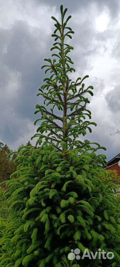 Ель обыкновенная