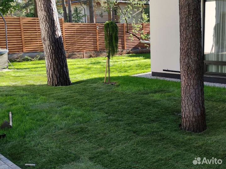 Газон спорт