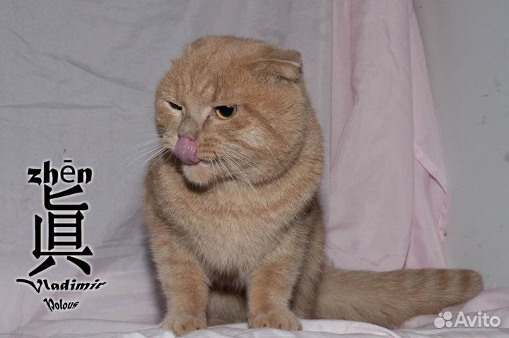 Шотландский вислоухий кот