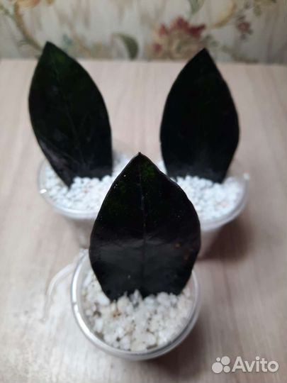 Замиокулькас черный равен