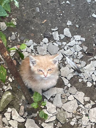 Котята отдам бесплатно