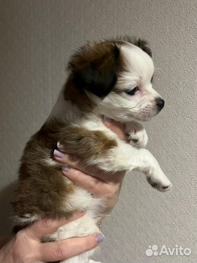 Щенок 1.5 месяца