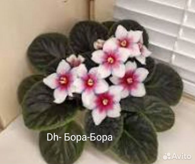 Фиалка сортовая
