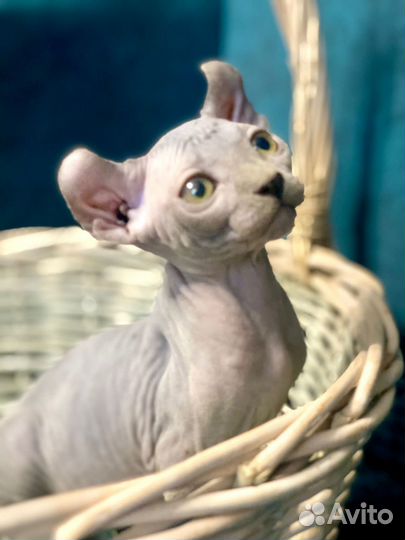 Котята эльфы