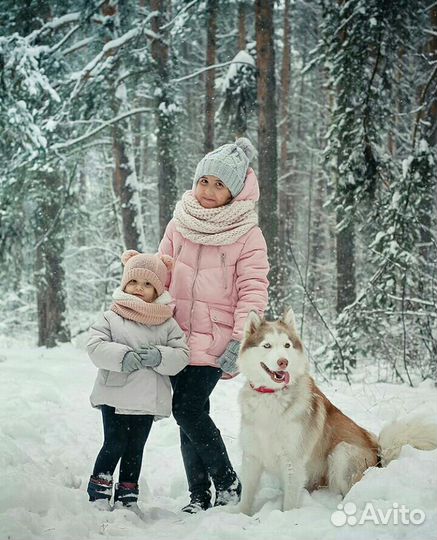 Хаски для фотосессии