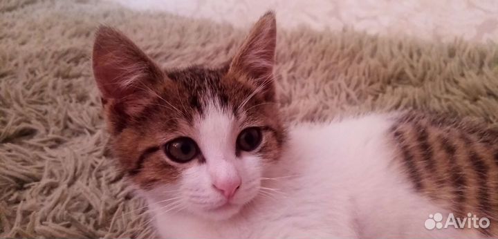 Кот мышелов