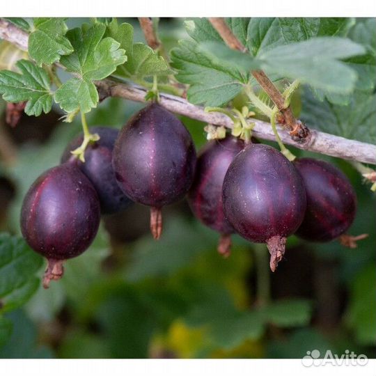 Крыжовник бесшипный саженцы