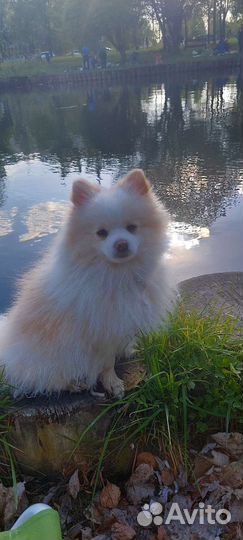 Немецкий шпиц вязка