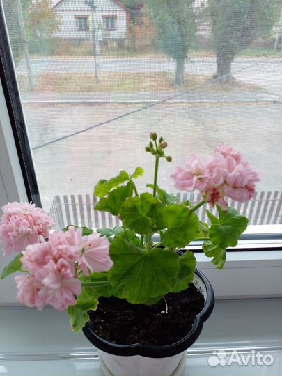 Пеларгония