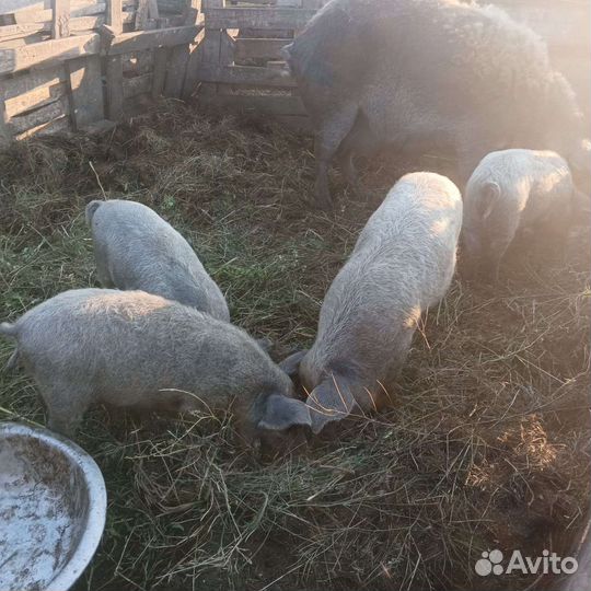 Свиноматки мангалица и поросята