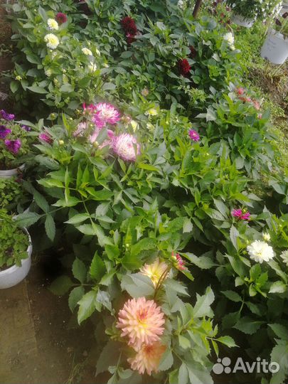 Вегетативные цветы