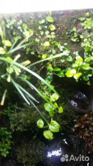 Почвовокровное растение фикус 