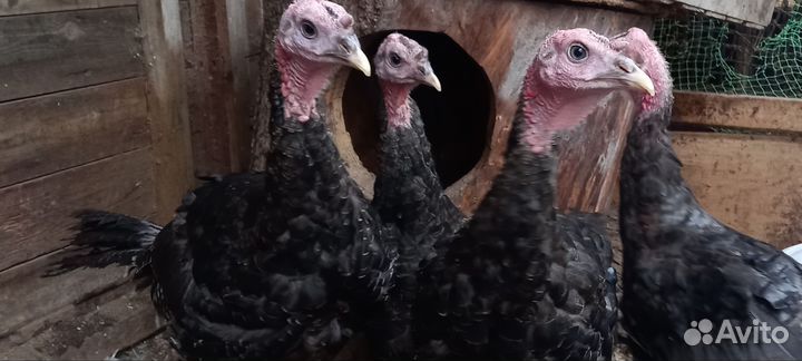 Индюки американской дикой индейки