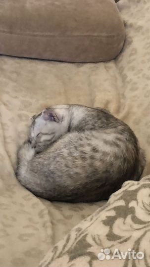 Кошка. Породистая. найдена в Ставрополе чья