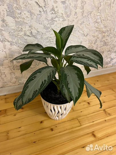 Спатифиллум