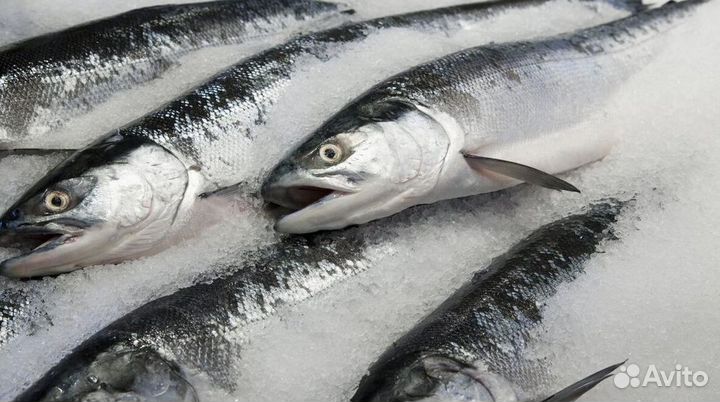 Готовый рыбный бизнес для вас