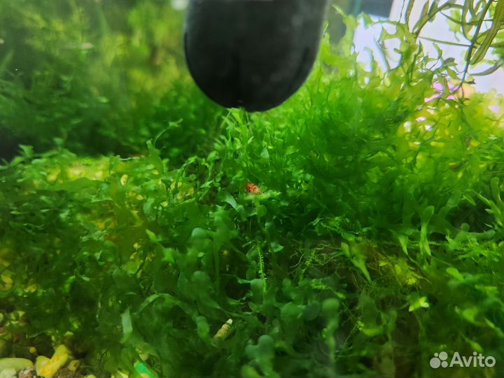 Креветки Черри (Неокардины Черри)