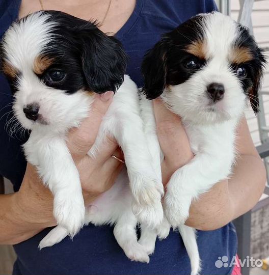 Кинг чарльз спаниель