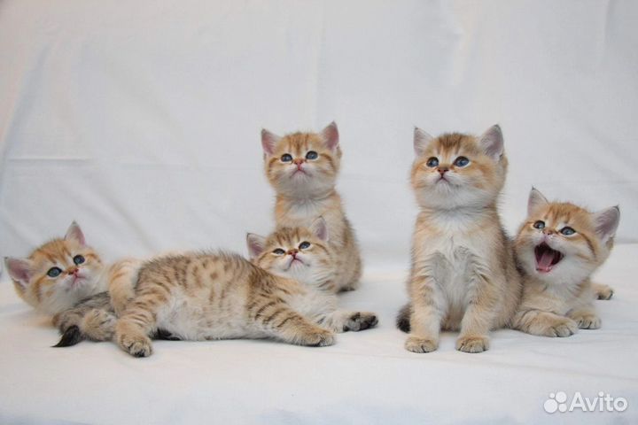 Шотландские котята