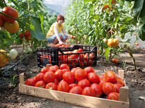 Упаковщик свежих томатов питани/транспорт/жилье