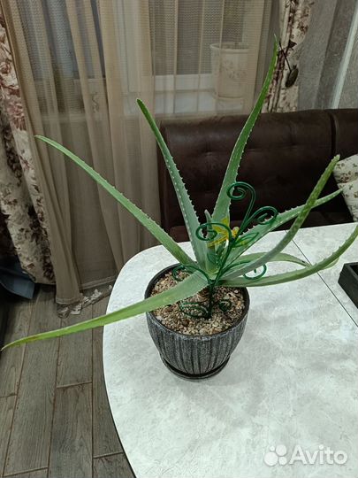 Алоэ лечебный