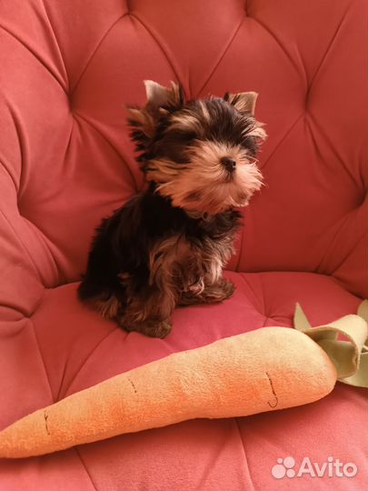 Йоркширский терьер