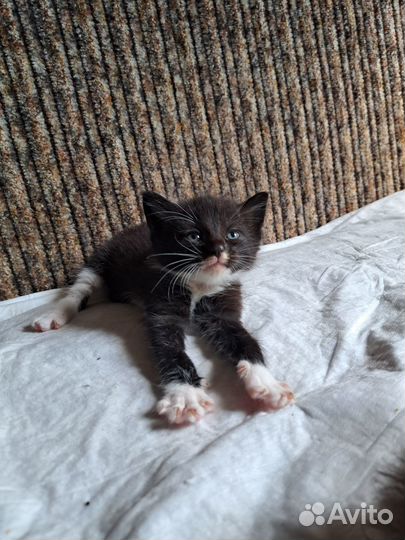 Отдаются котята трехцветные