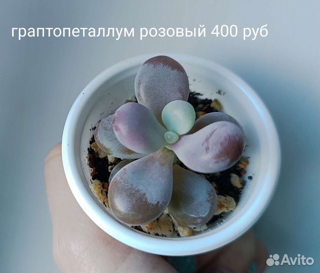 Суккуленты,есть новинки