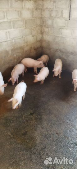 Поросята
