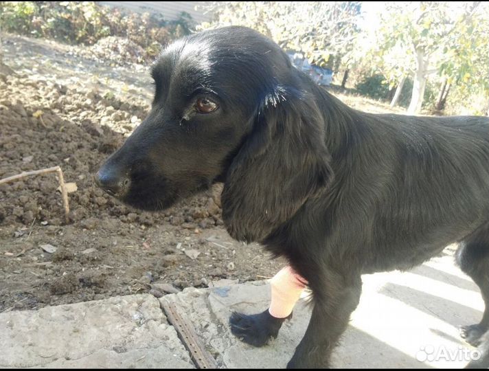 Отдам спаниеля