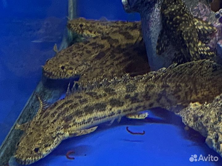 Полиптерусы ансорги,орнатипинис,дельгези эндихлера