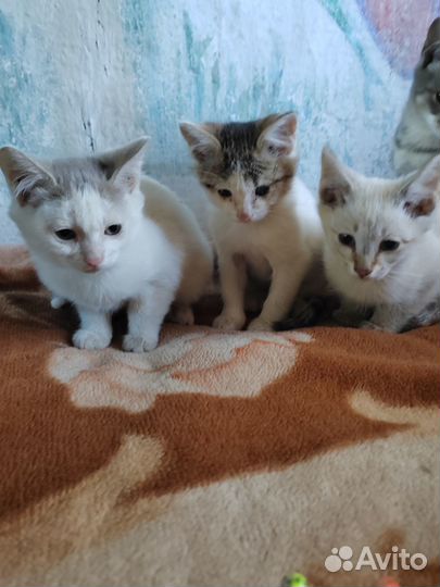 Котики бесплатно в добрые руки