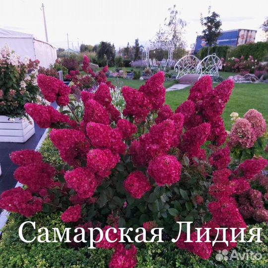 Гортензия метельчатая 35 сортов пересыл по РФ