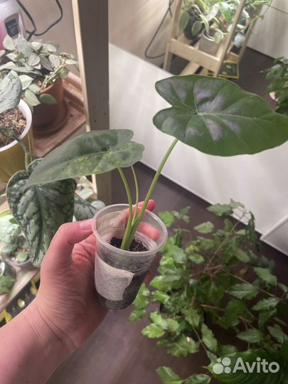 Алоказия гагеана вариегатная