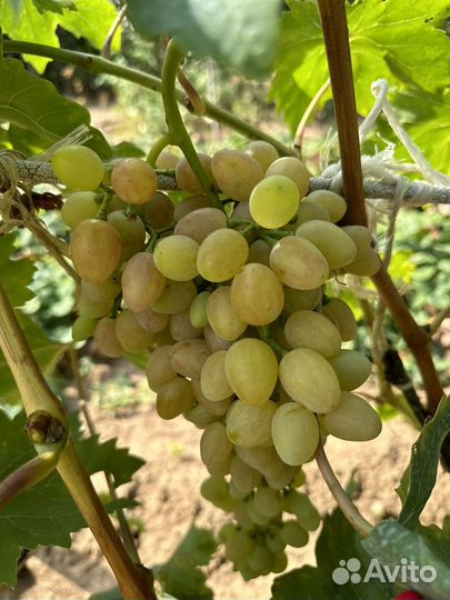 Виноград вкусный сладкий