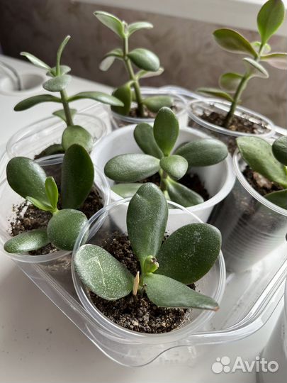 Денежное дерево Крассула толстянка