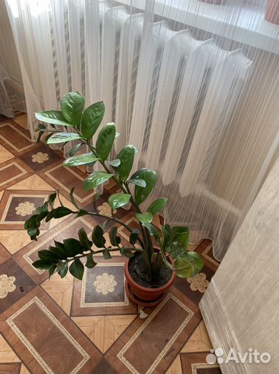 Замиокулькас