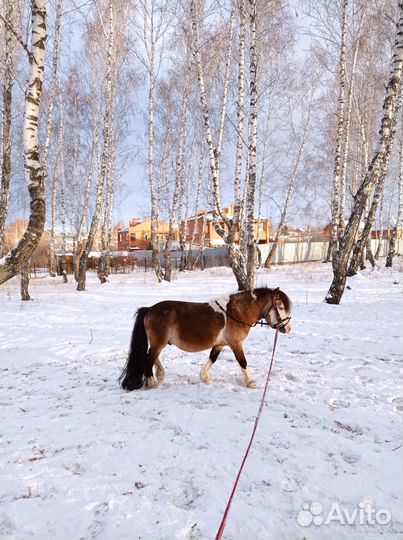 Жеребец пони случка