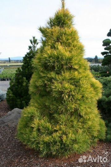 Pinus strobus Louie 60-70см