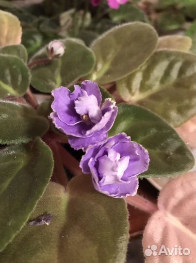 Фиалки цветущие в горшке