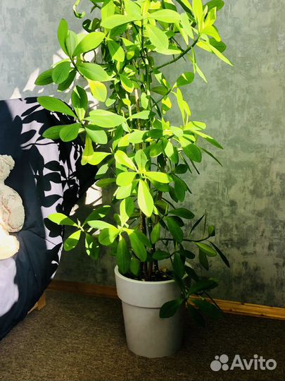 Синадениум Гранта