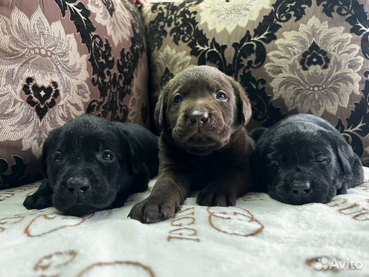 Щенки лабрадора