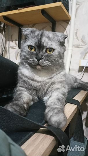 Шотландский вислоухий кот